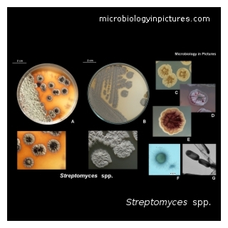 streptomycetes